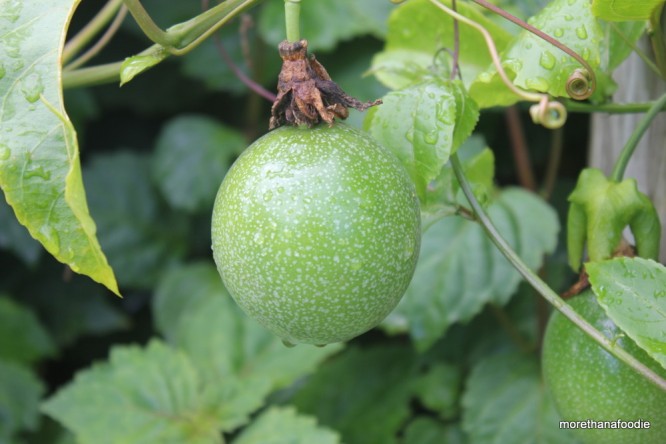 Lillikoi Kauai Growing passion fruit